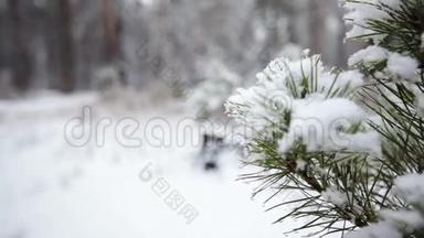 雪中松枝.. <strong>森林</strong>公园里下雪。 <strong>冰雪</strong>覆盖的模糊公园里的冬季景观。 高清视频